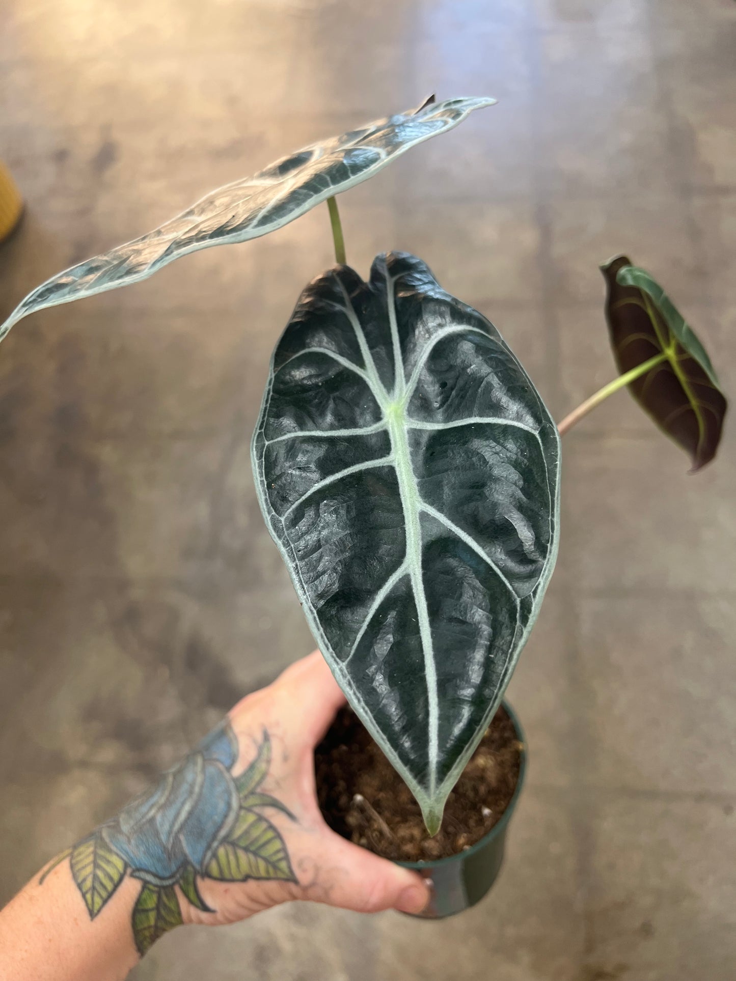 Alocasia Watsoniana Red Vein
