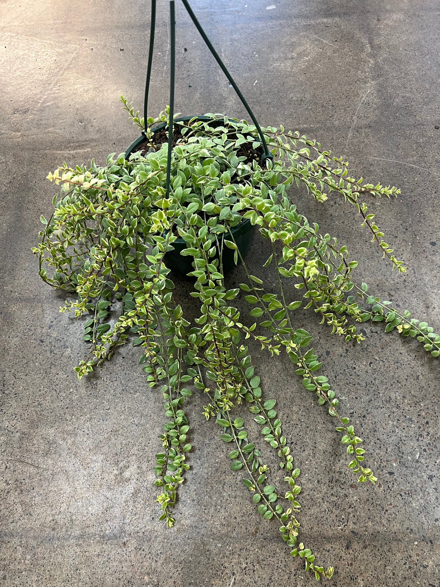 Columnea Microphylla Variegata