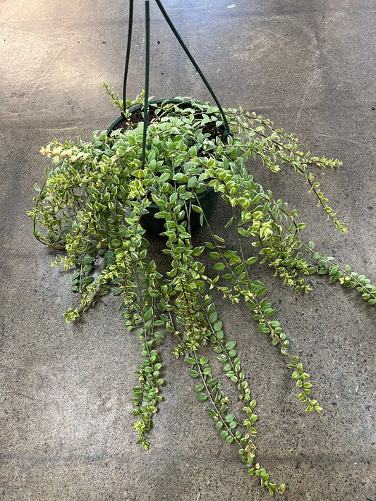 Columnea Microphylla Variegata