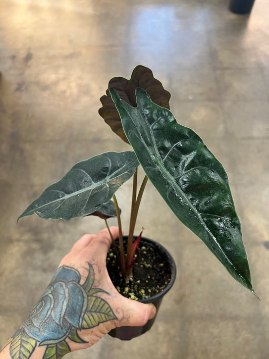 Alocasia Chantrieri