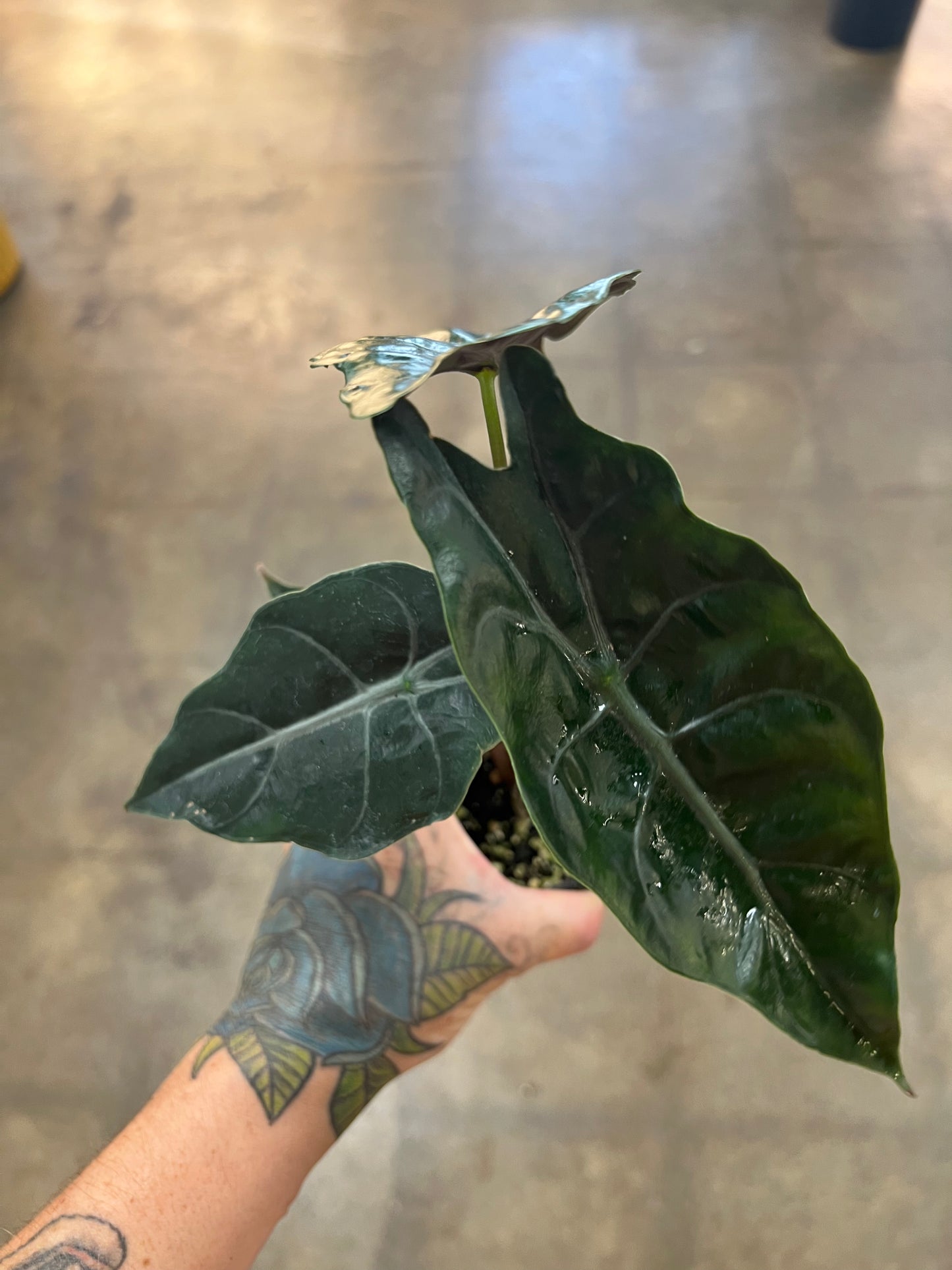 Alocasia Chantrieri