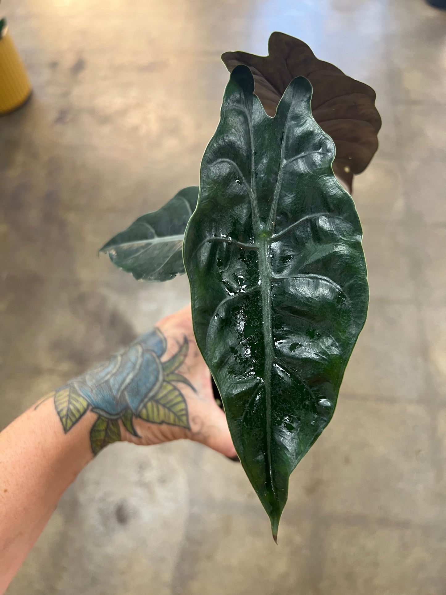 Alocasia Chantrieri