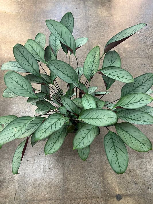 Ctenanthe Setosa