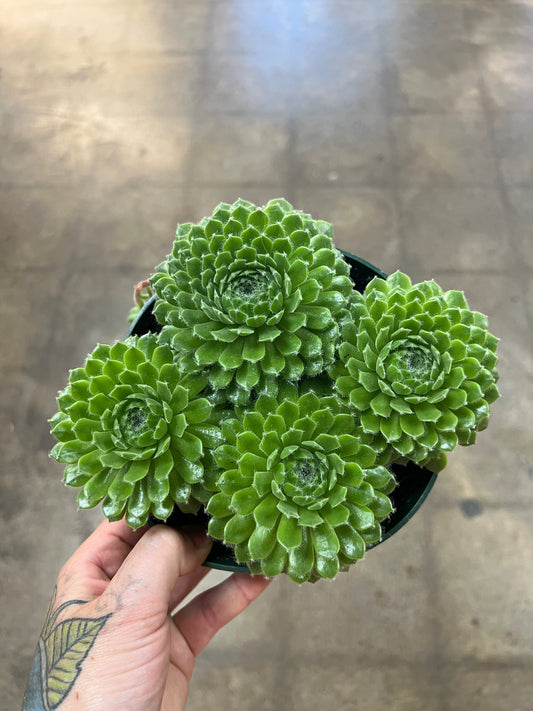 Succulentes 6