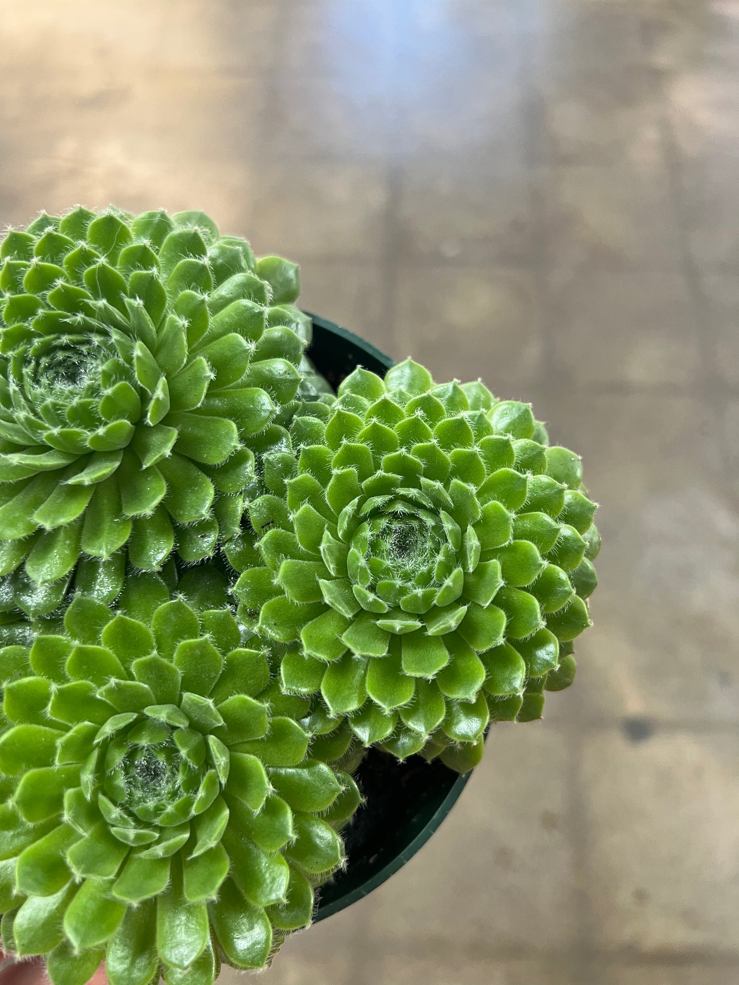 Succulentes 6