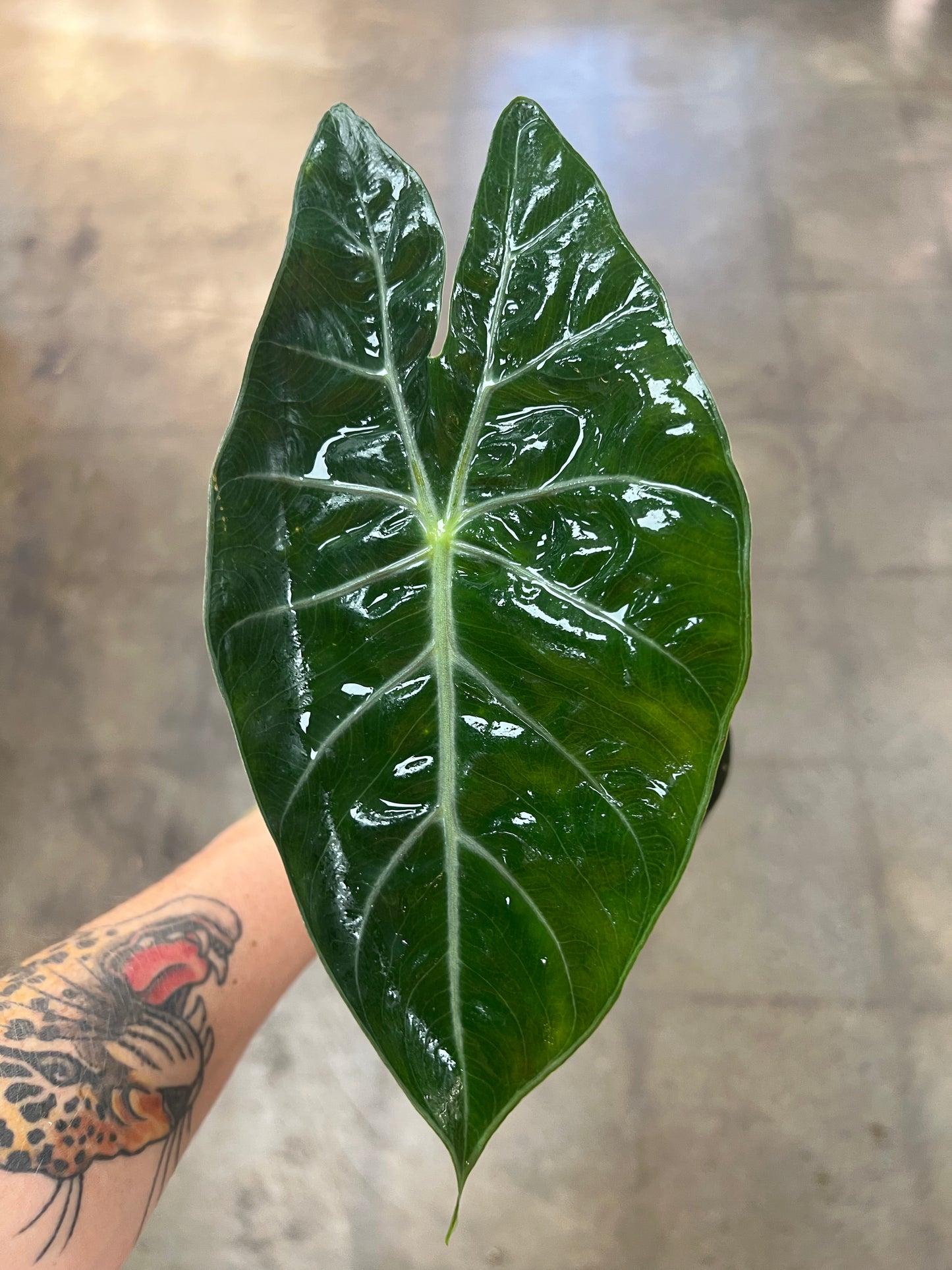 Alocasia Nairobi Nights