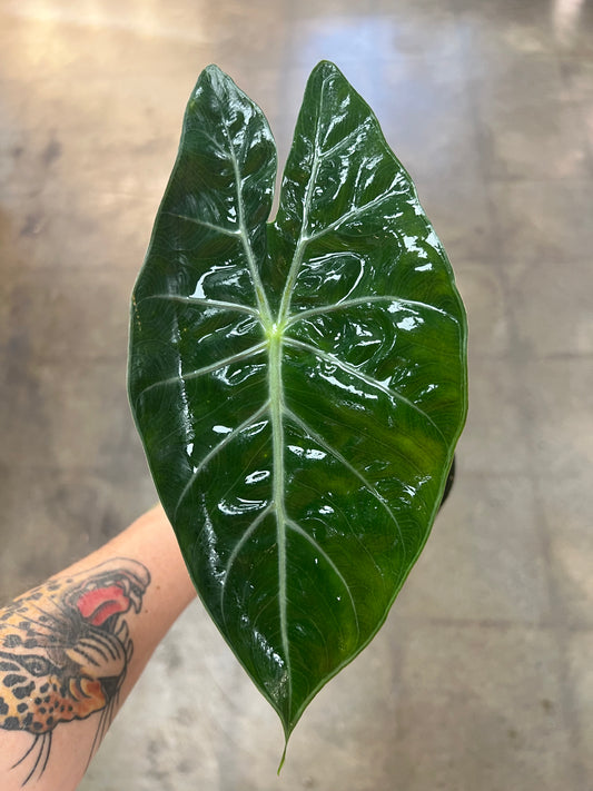 Alocasia Nairobi Nights