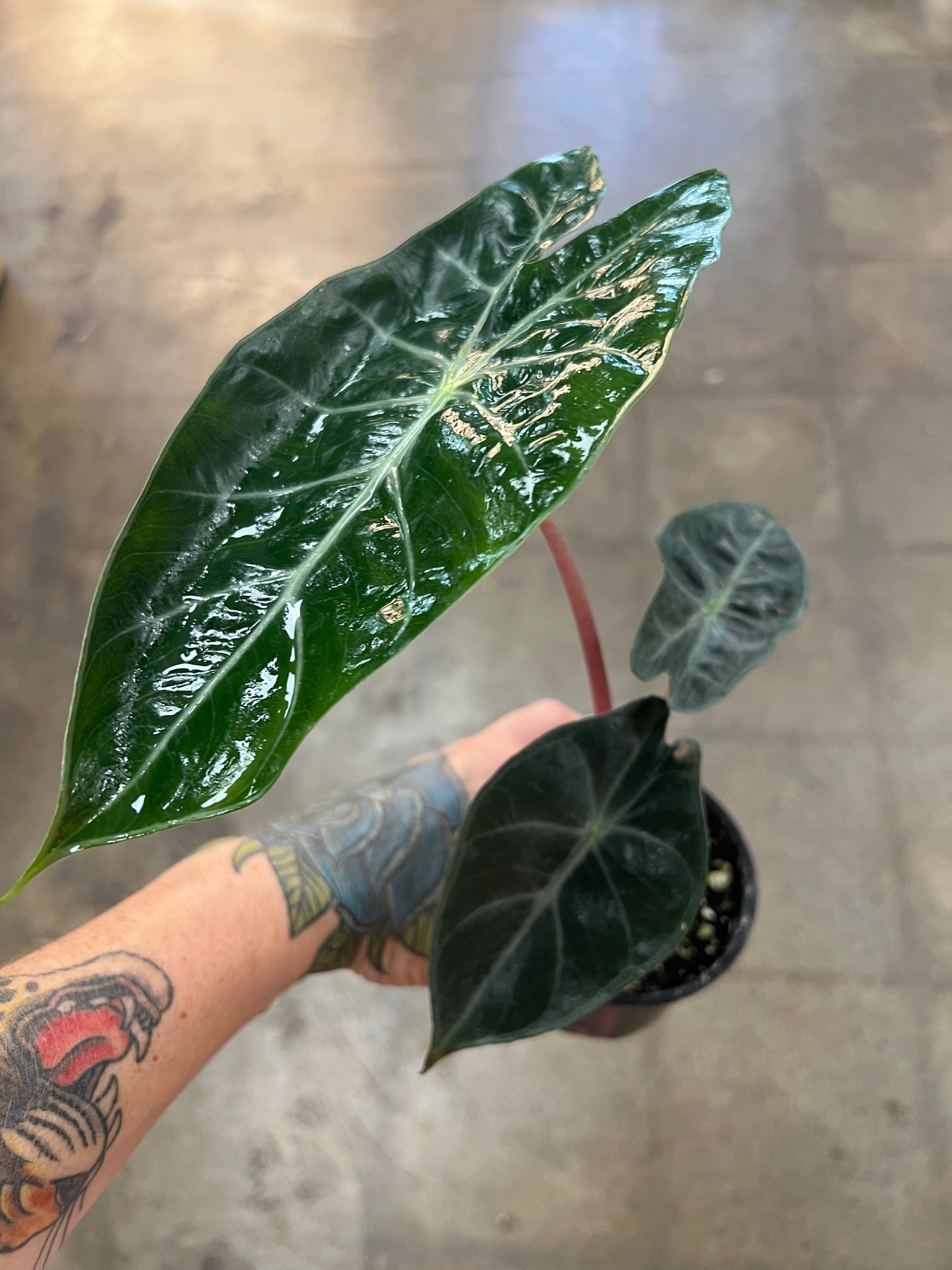Alocasia Nairobi Nights