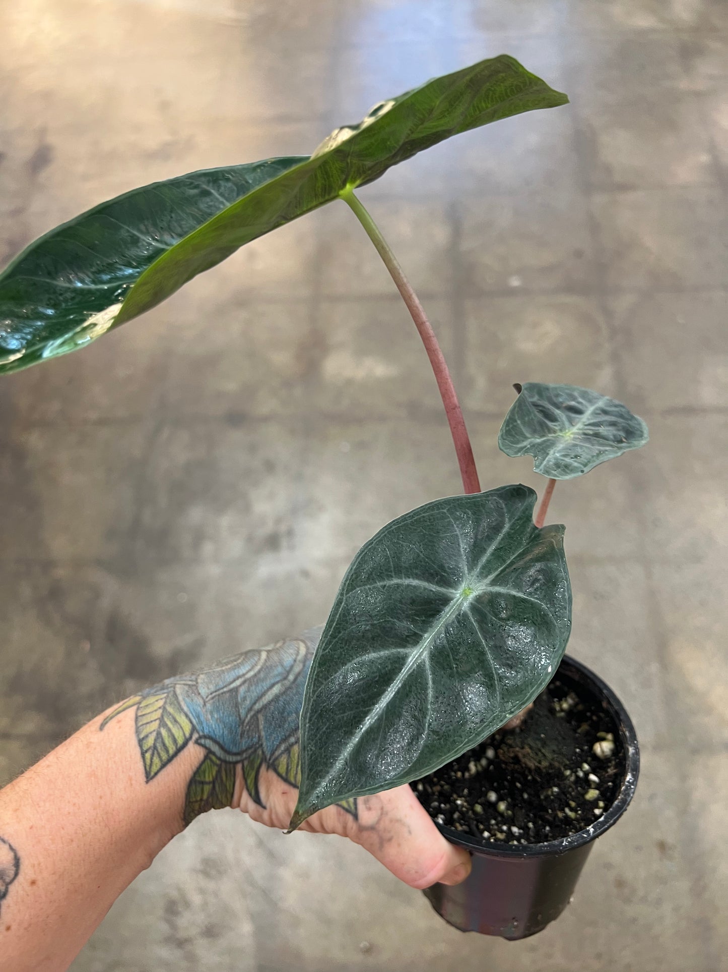 Alocasia Nairobi Nights