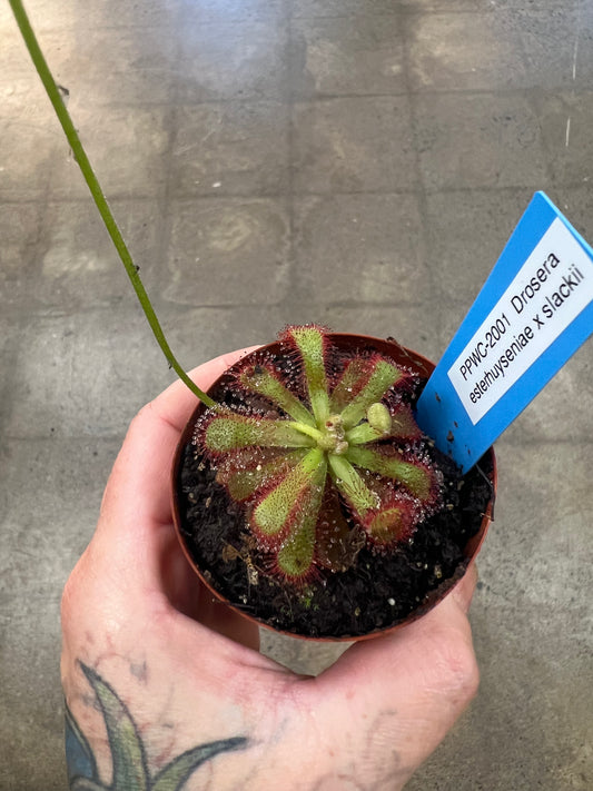 Drosera Esterhuyseniae X Slackii