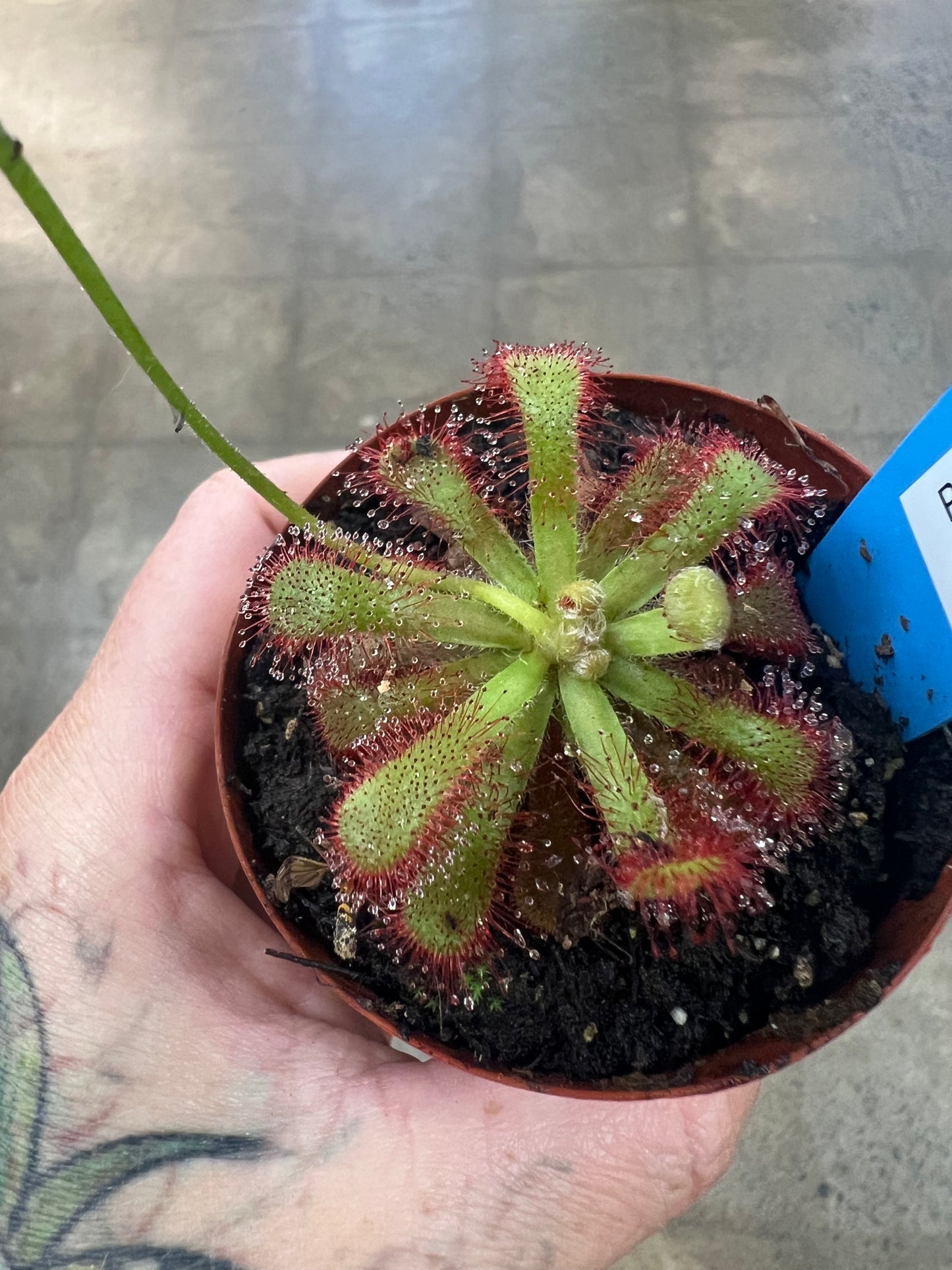 Drosera Esterhuyseniae X Slackii