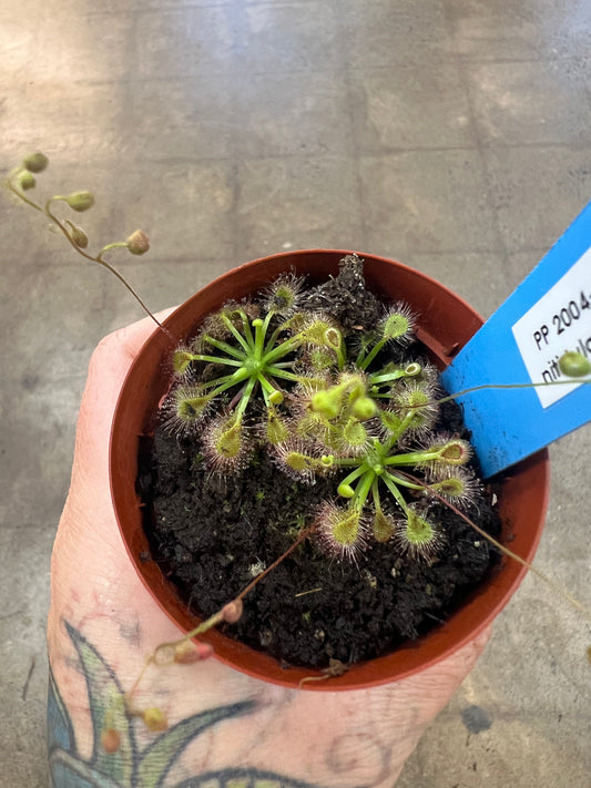 Drosera Nitidula X Pulchella
