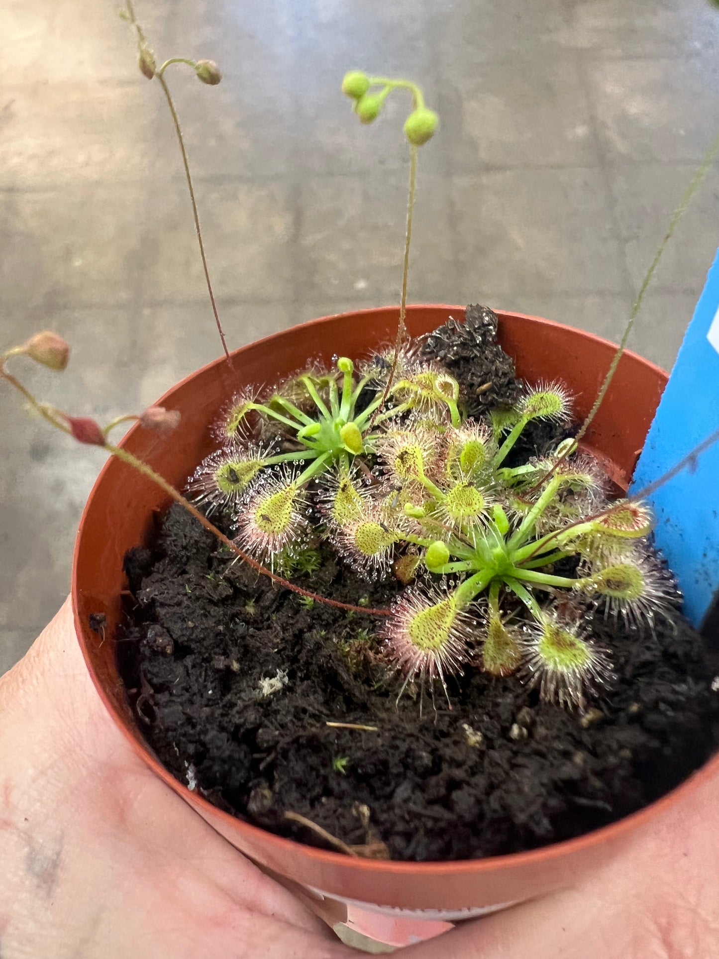 Drosera Nitidula X Pulchella