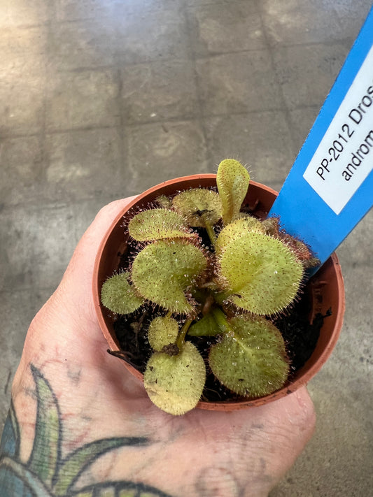 Drosera Andromeda