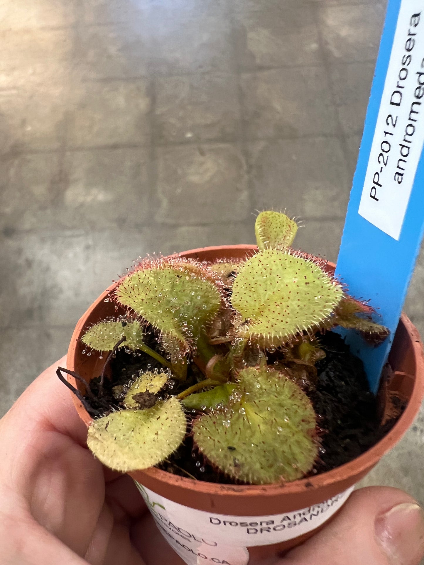 Drosera Andromeda