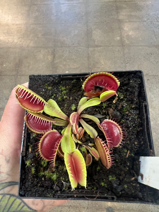 Dionaea Muscipula