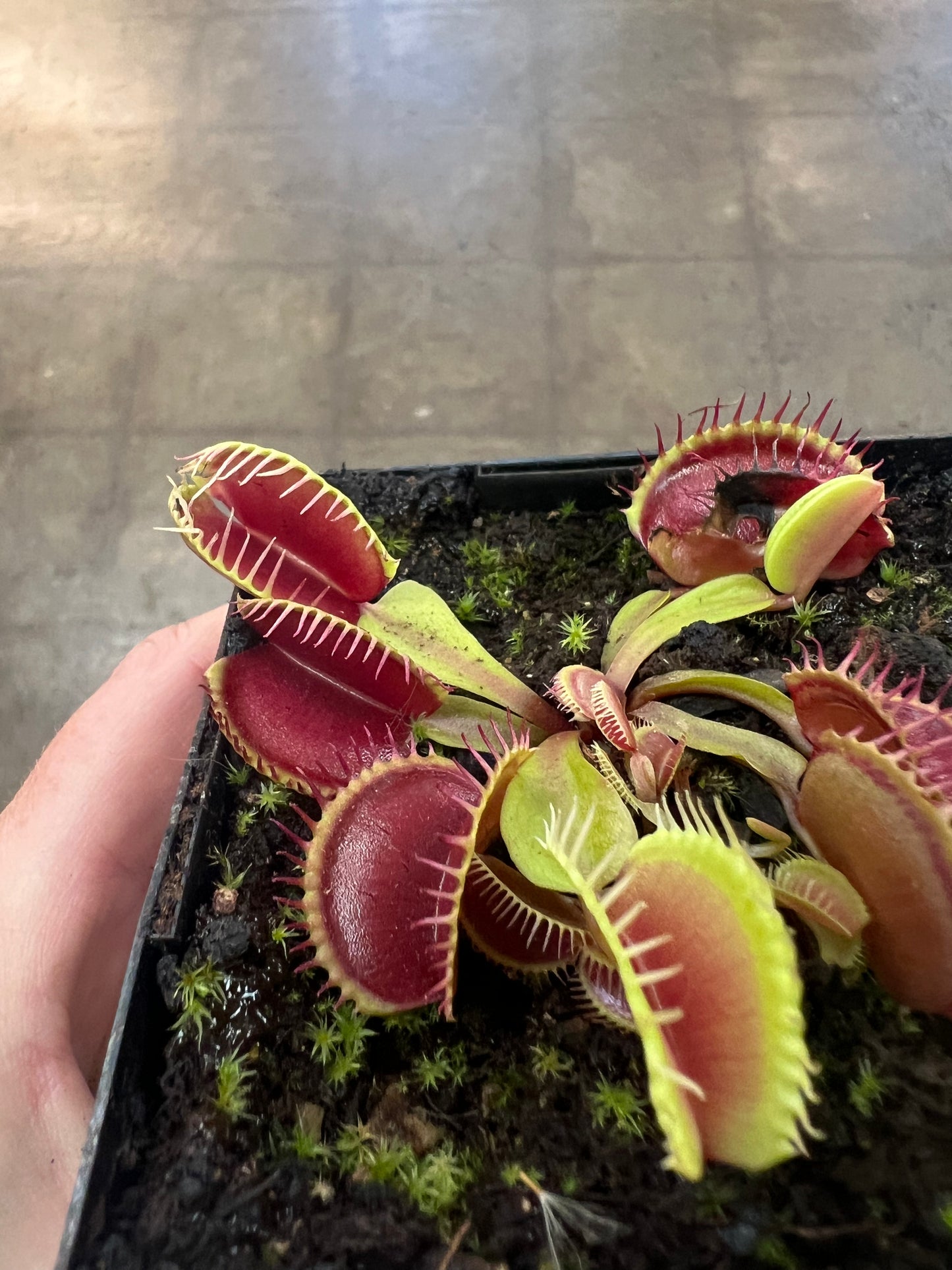 Dionaea Muscipula