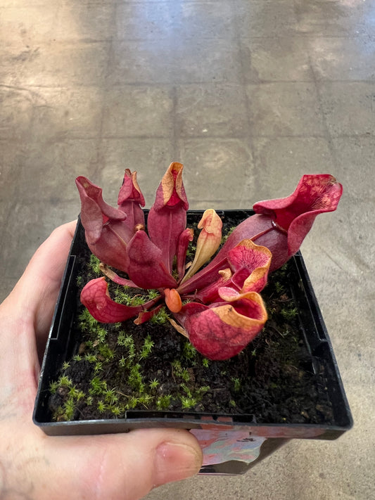 Sarracenia Purpurea Venosa