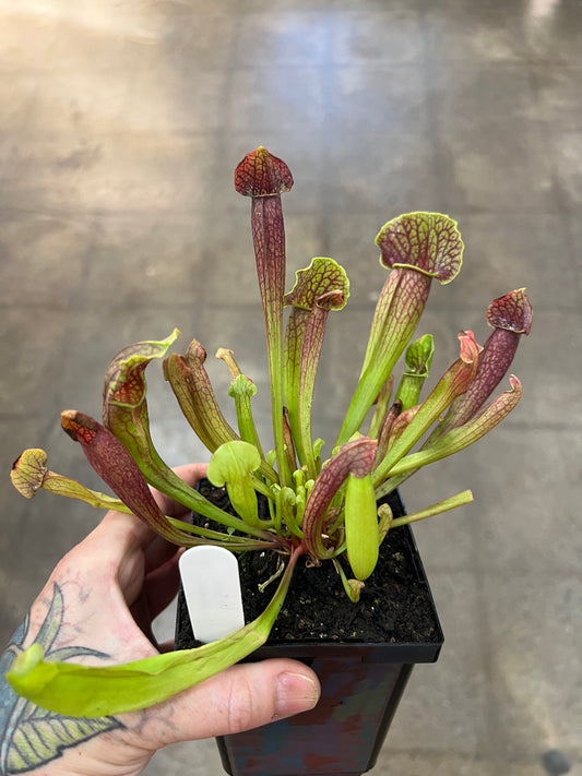Sarracenia Barba Green