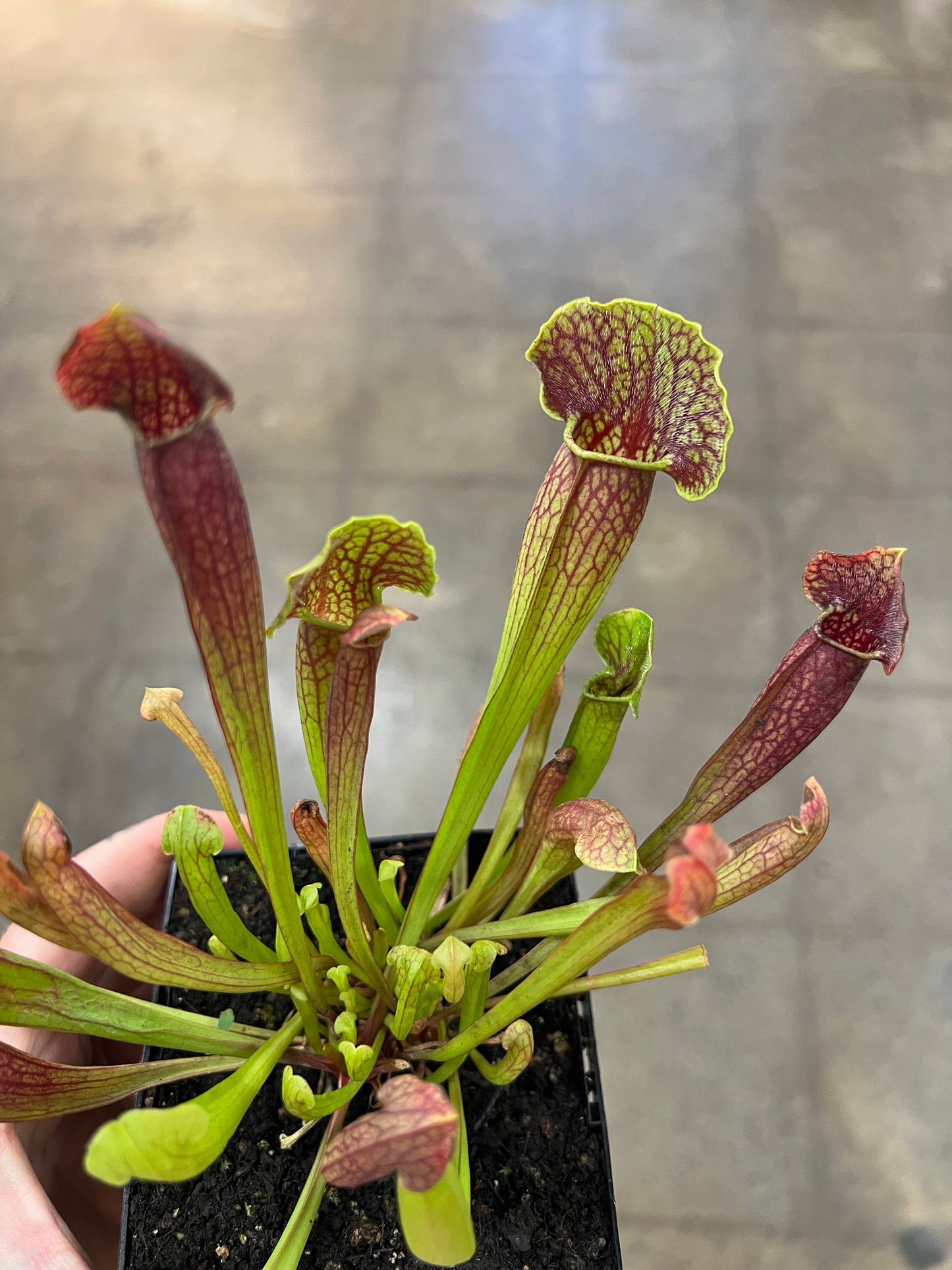 Sarracenia Barba Green