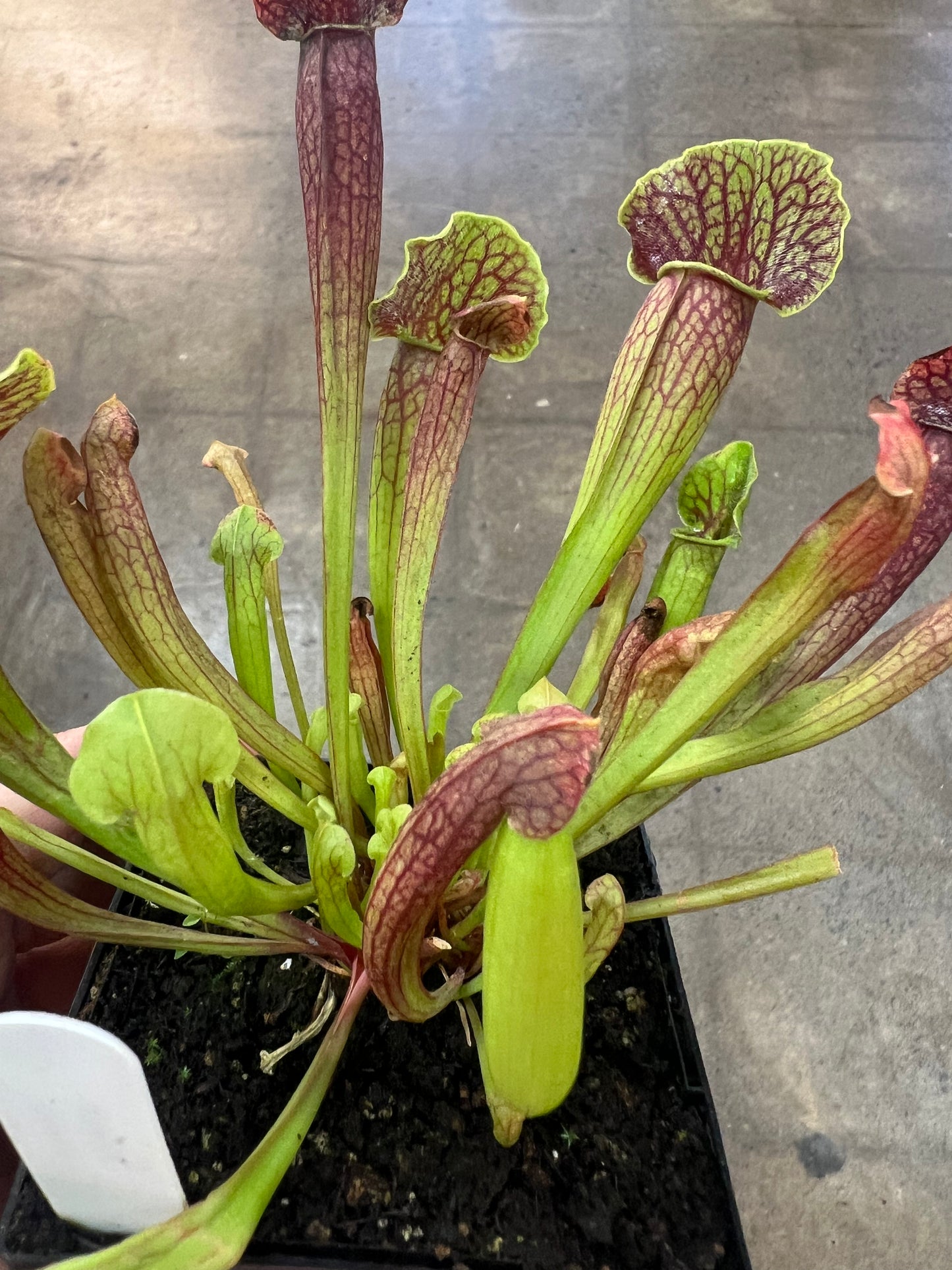 Sarracenia Barba Green