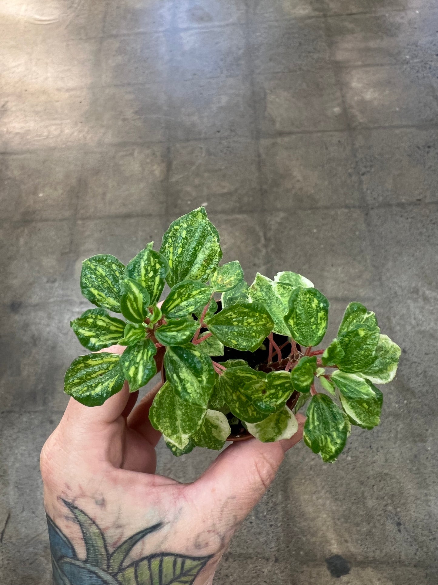 Peperomia Meridana Variegated