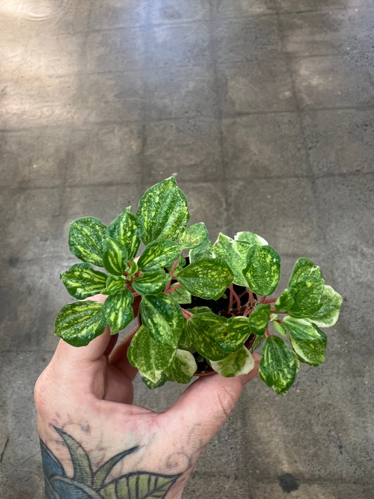Peperomia Meridana Variegated