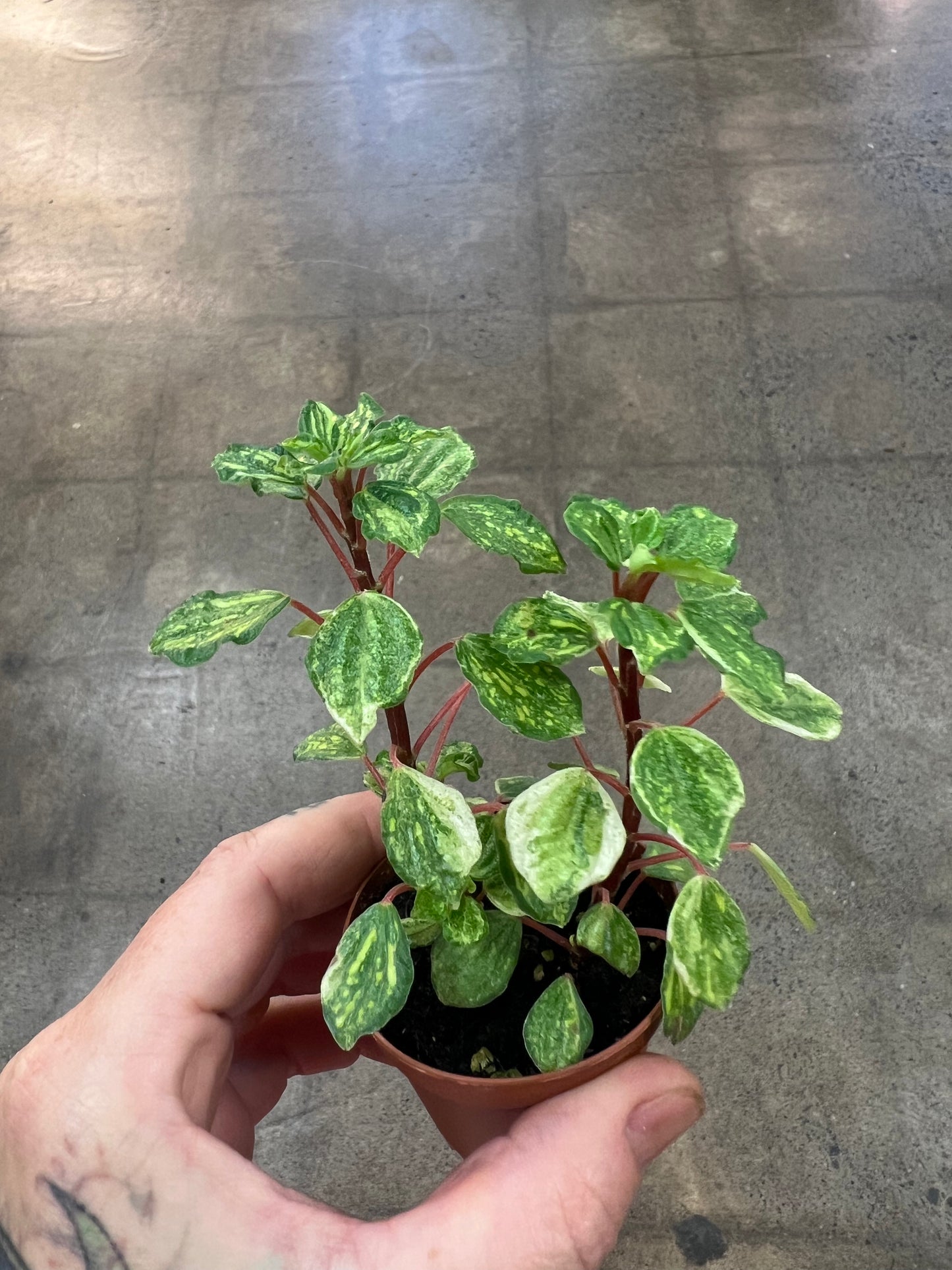 Peperomia Meridana Variegated