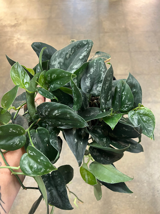 Scindapsus Black Splash