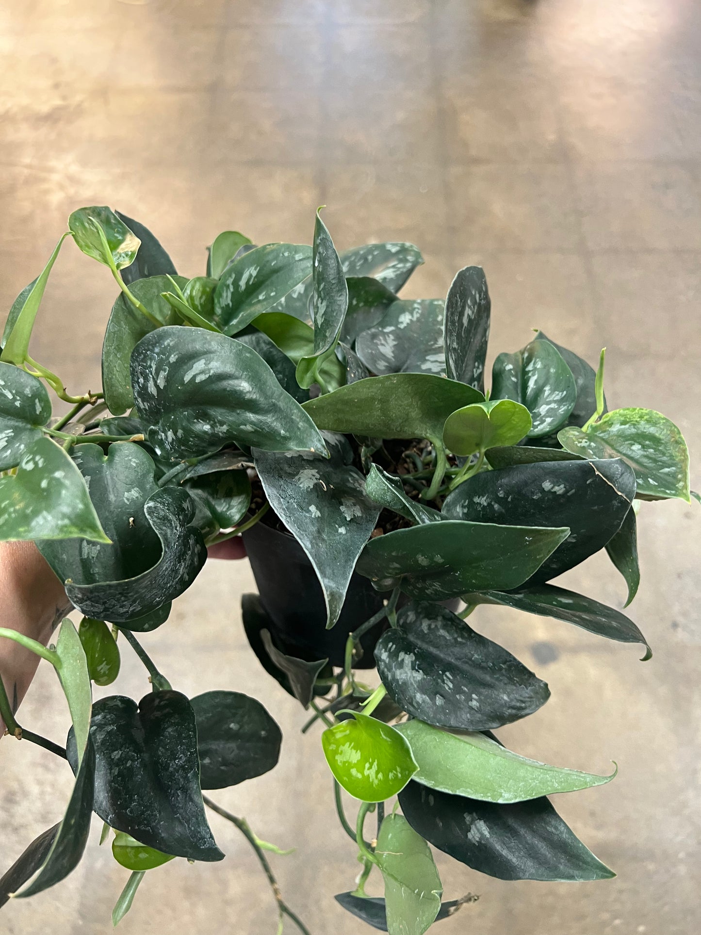 Scindapsus Black Splash