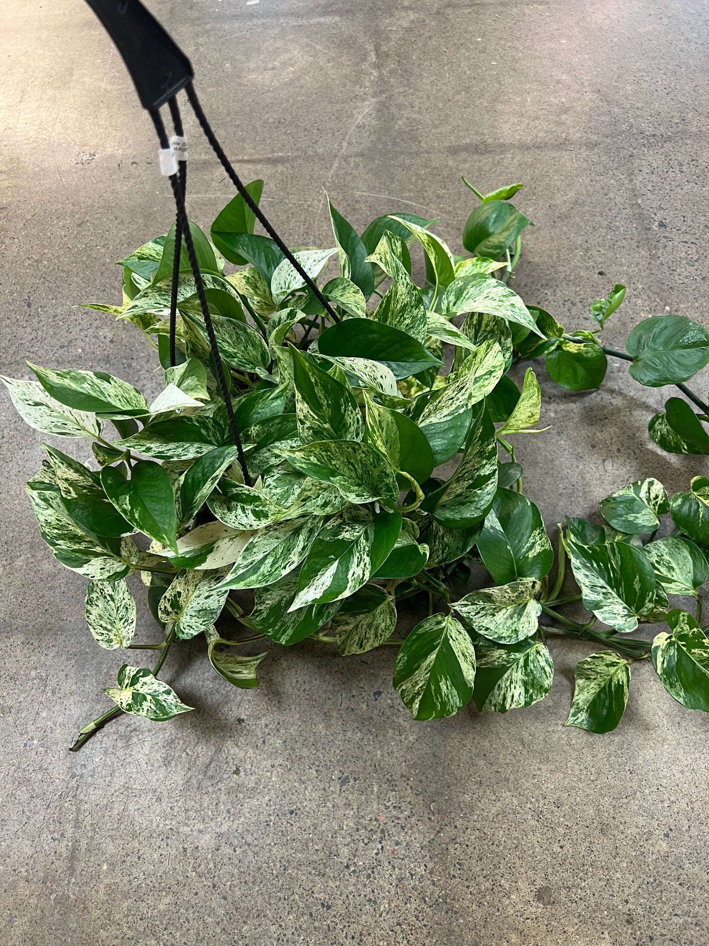 Pothos Marble Queen