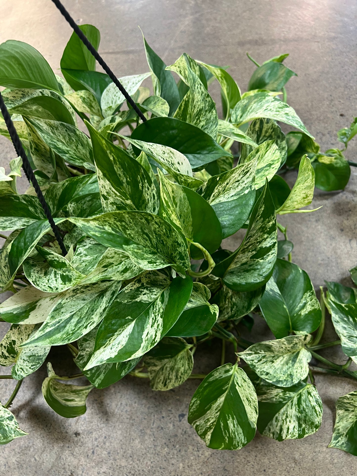 Pothos Marble Queen