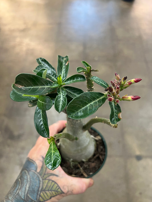 Adenium Desert Rose