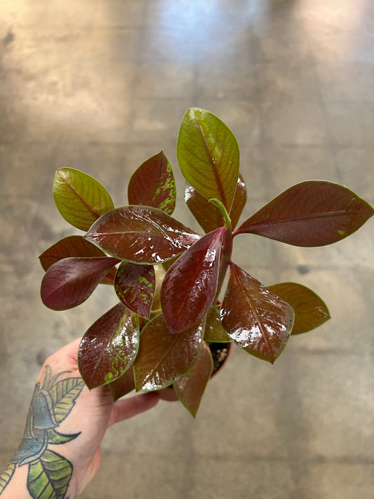 Euphorbia Synodenium Rouge