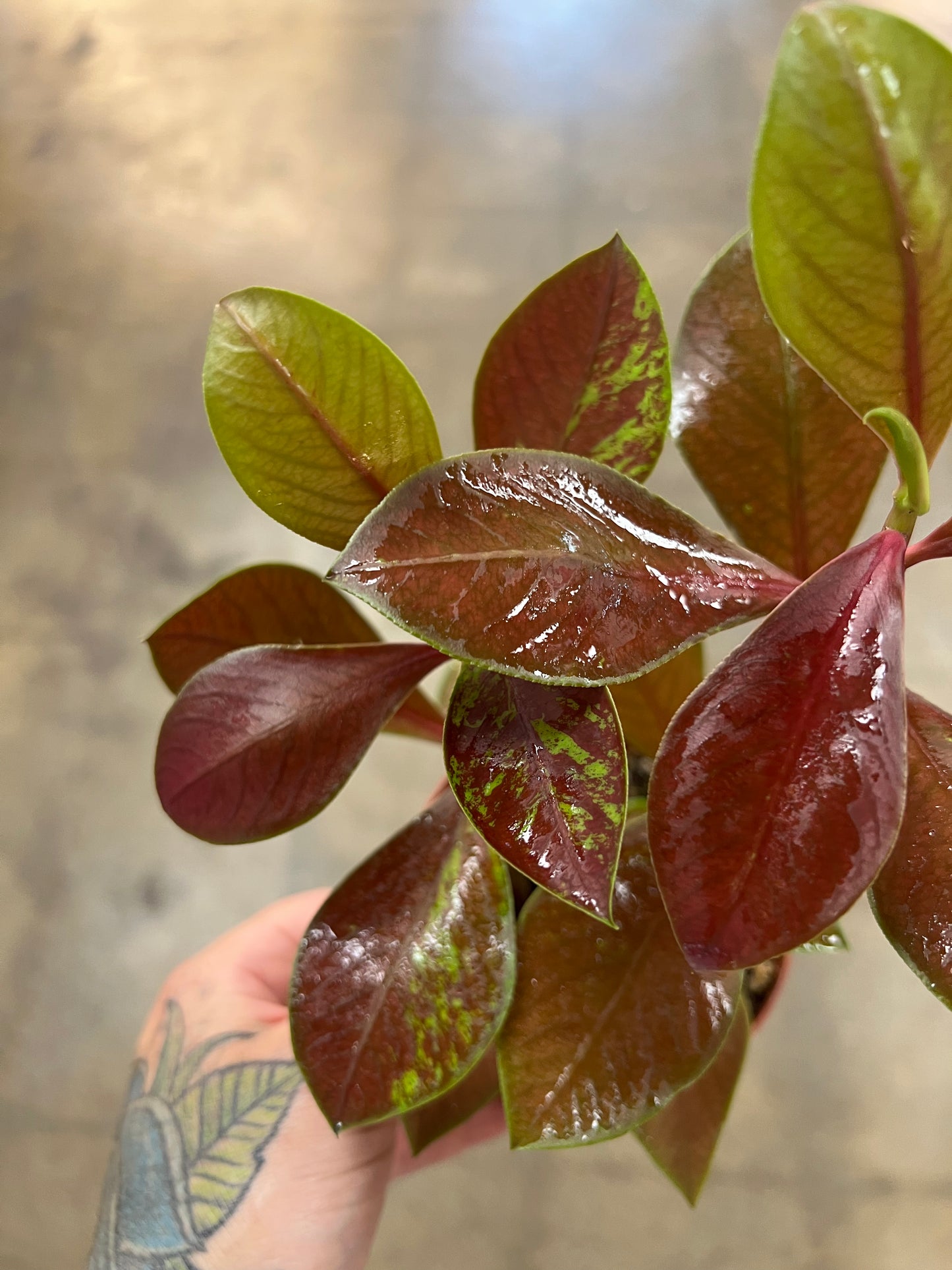 Euphorbia Synodenium Rouge