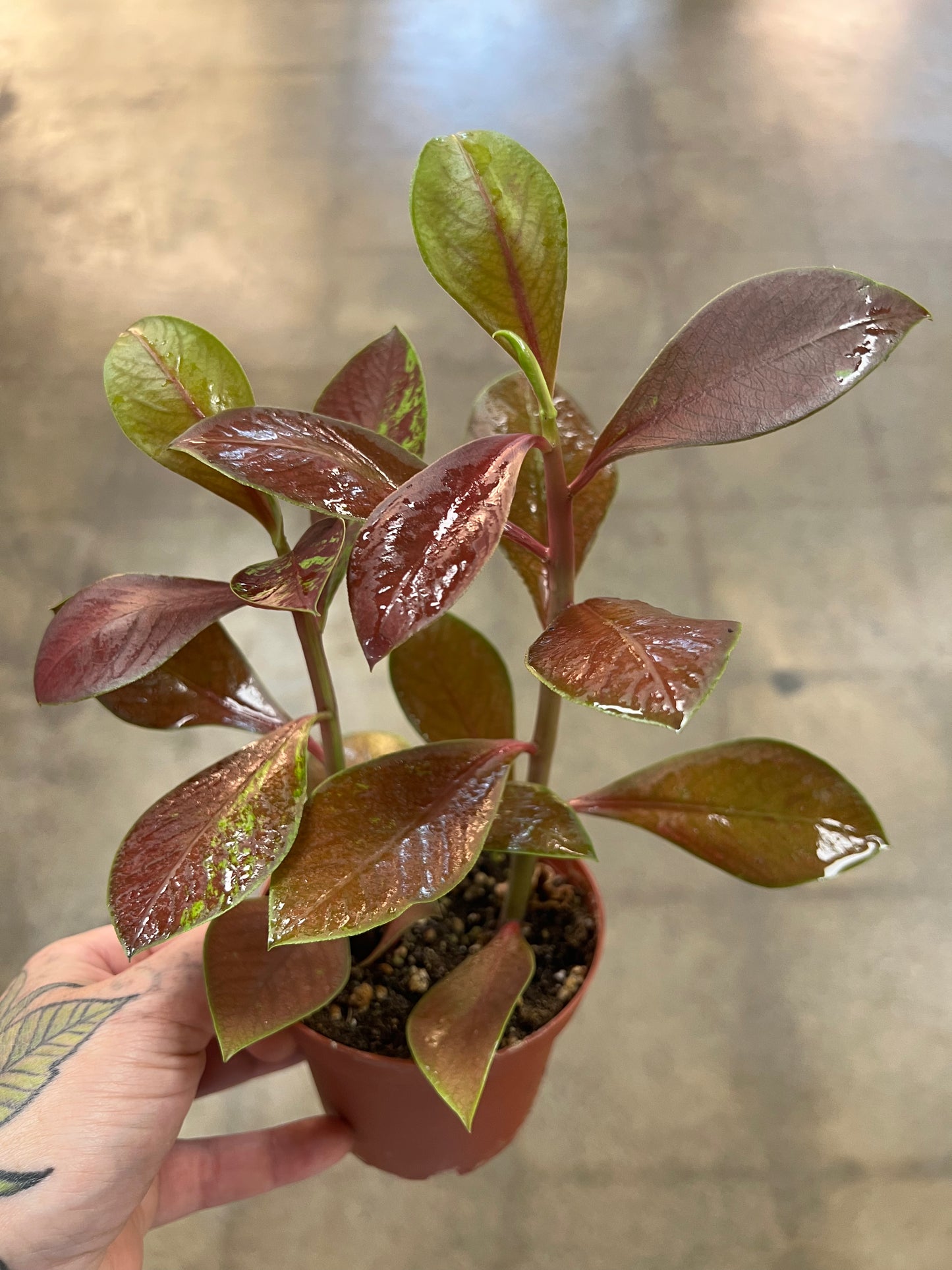 Euphorbia Synodenium Rouge