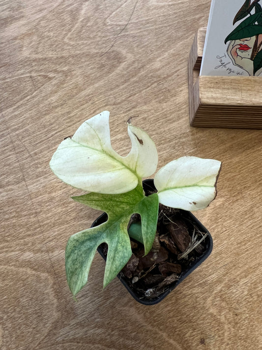 Rhaphidophora White Monster