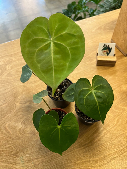 Anthurium Pterodactyl