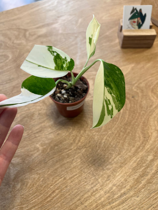Monstera Lechleriana Albo