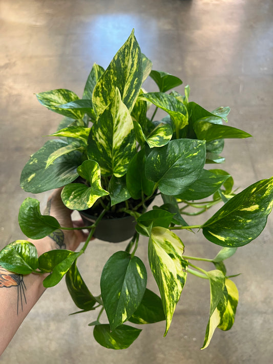 Pothos Hawaiian
