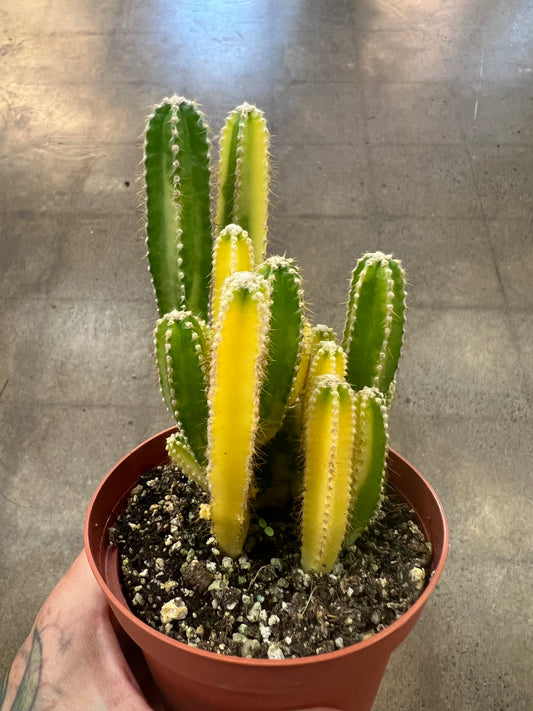 Cereus Fairy Castle Variegated