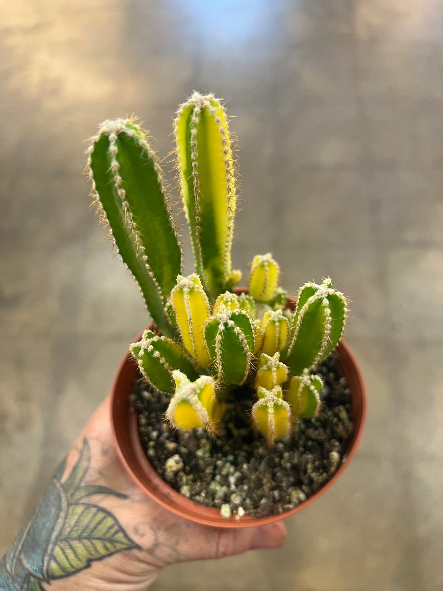 Cereus Fairy Castle Variegated