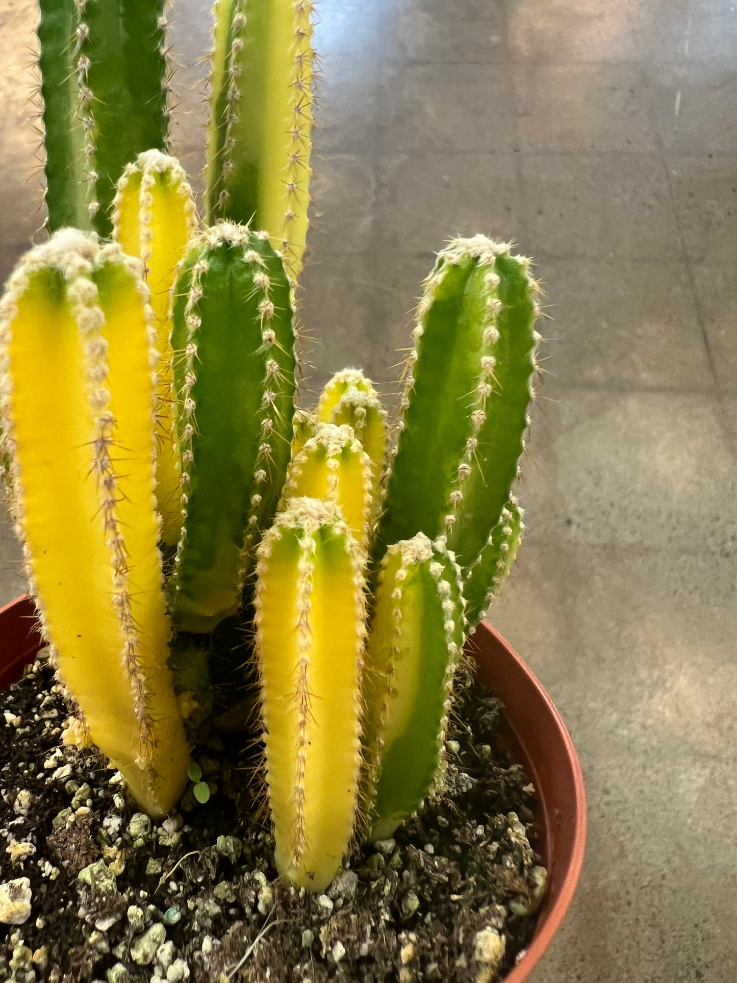 Cereus Fairy Castle Variegated