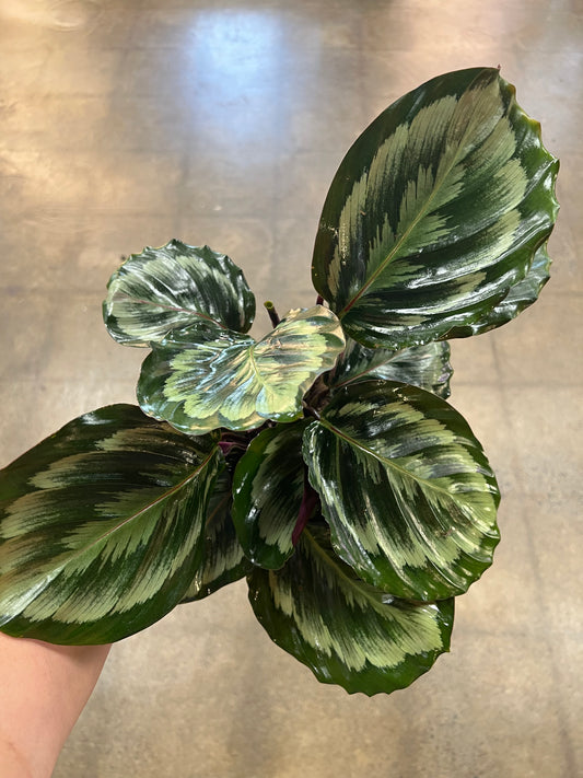 Calathea Medallion