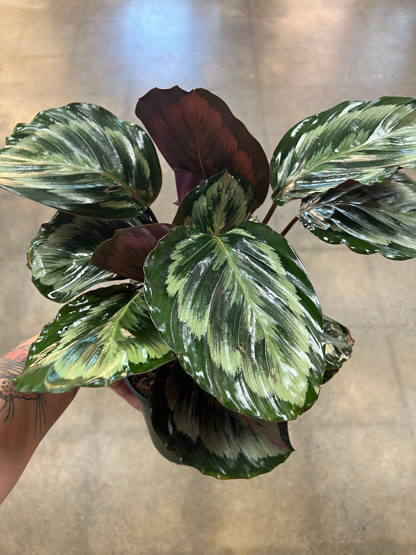 Calathea Medallion