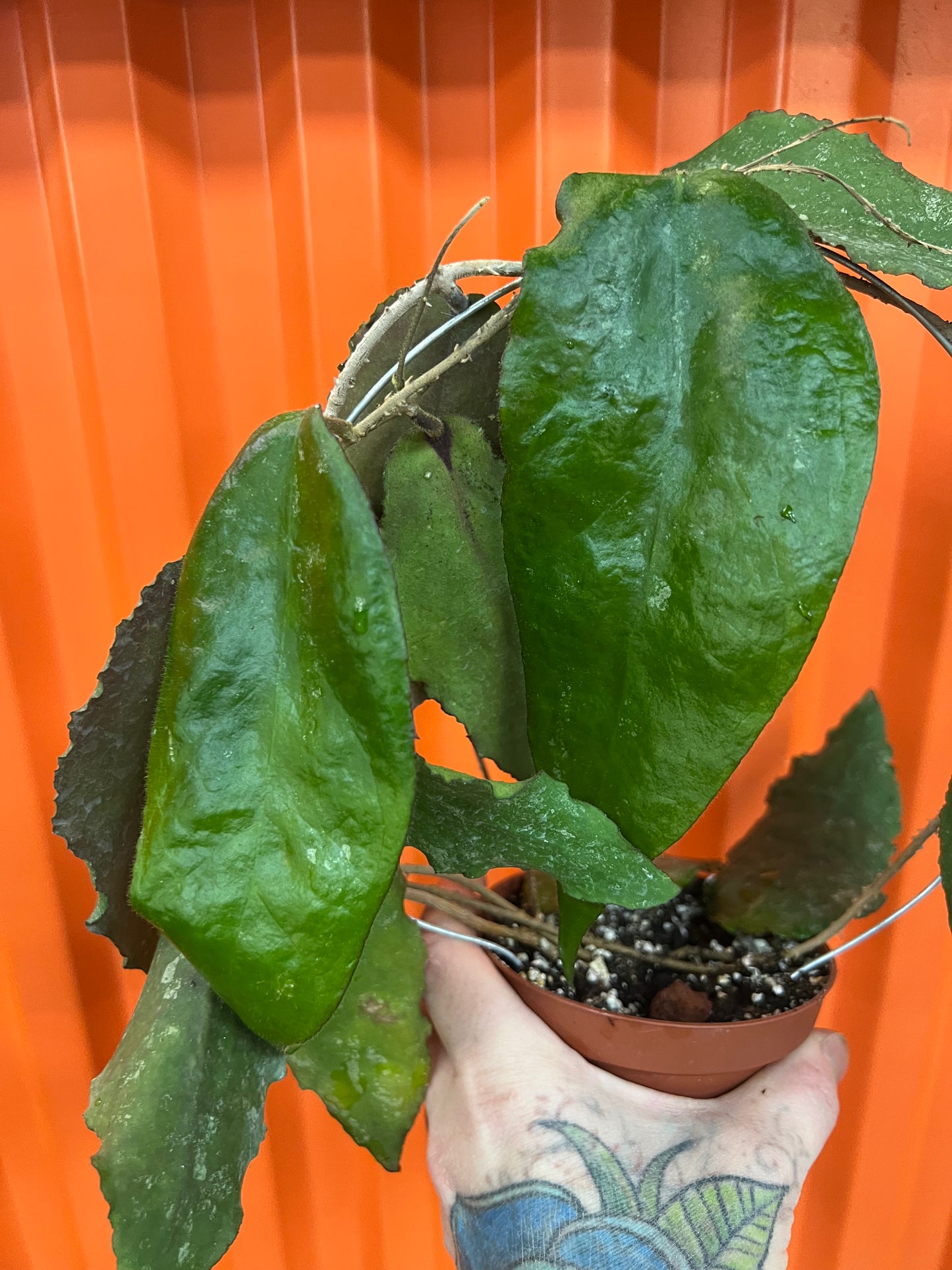 Hoya Caudata Big Green Leaf