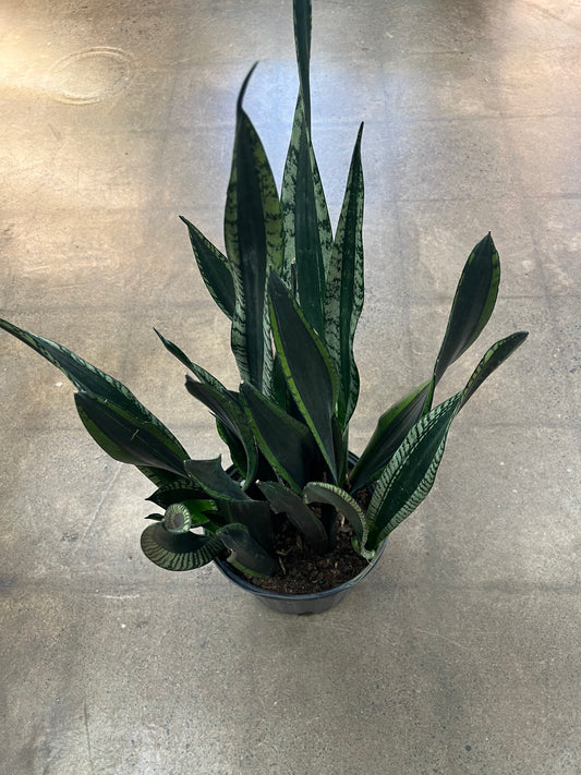 Sansevière Silver Flame