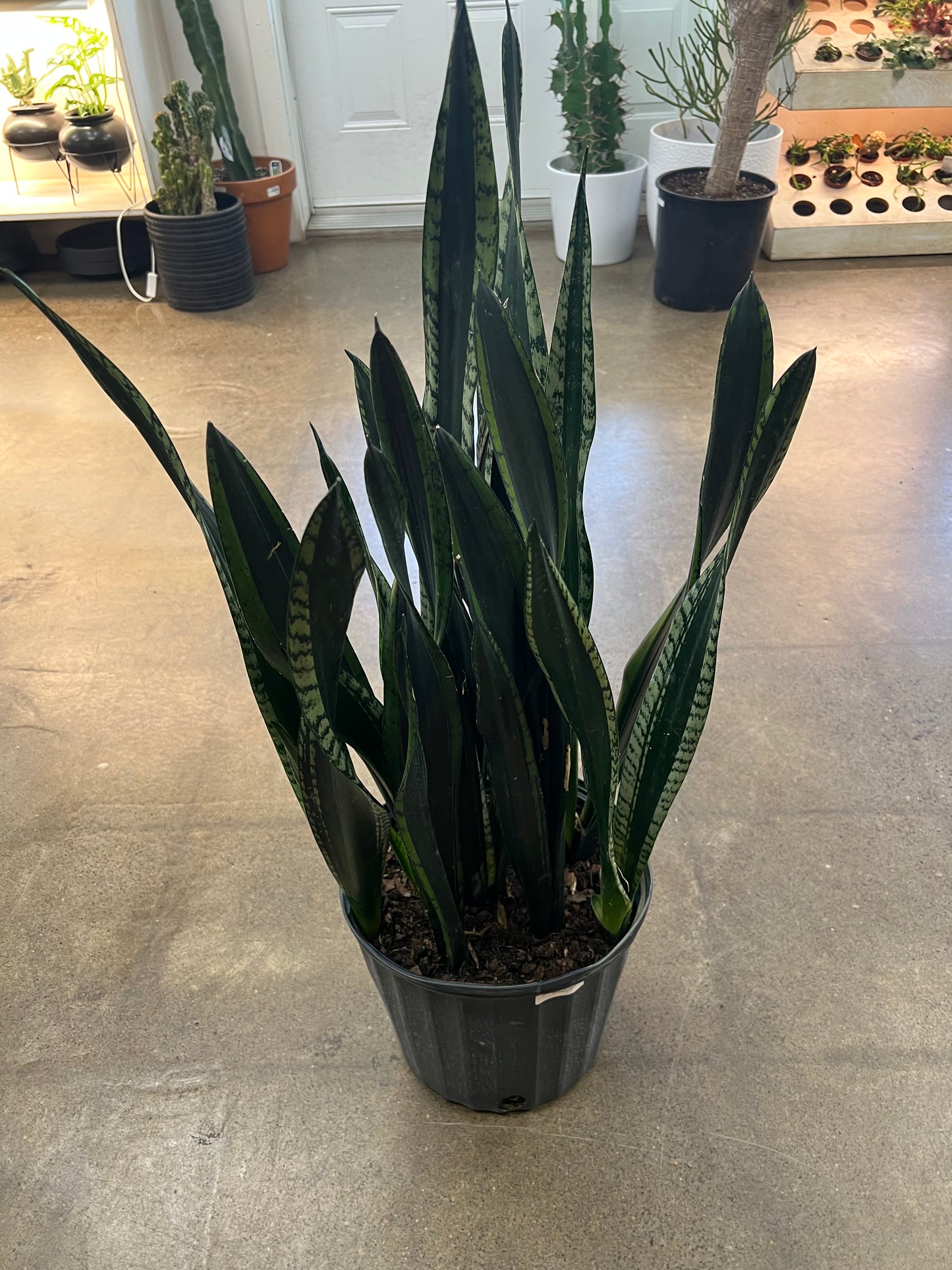Sansevière Silver Flame