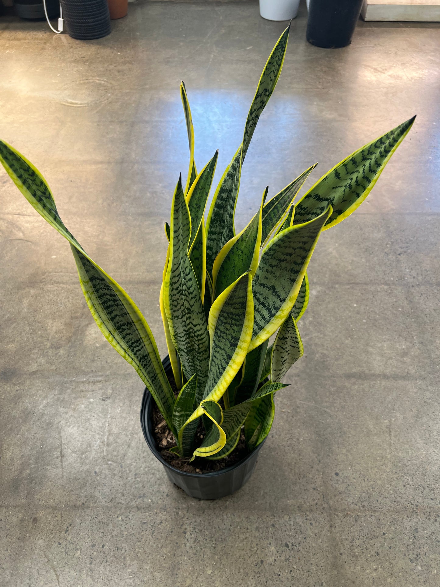 Sansevière Laurentii