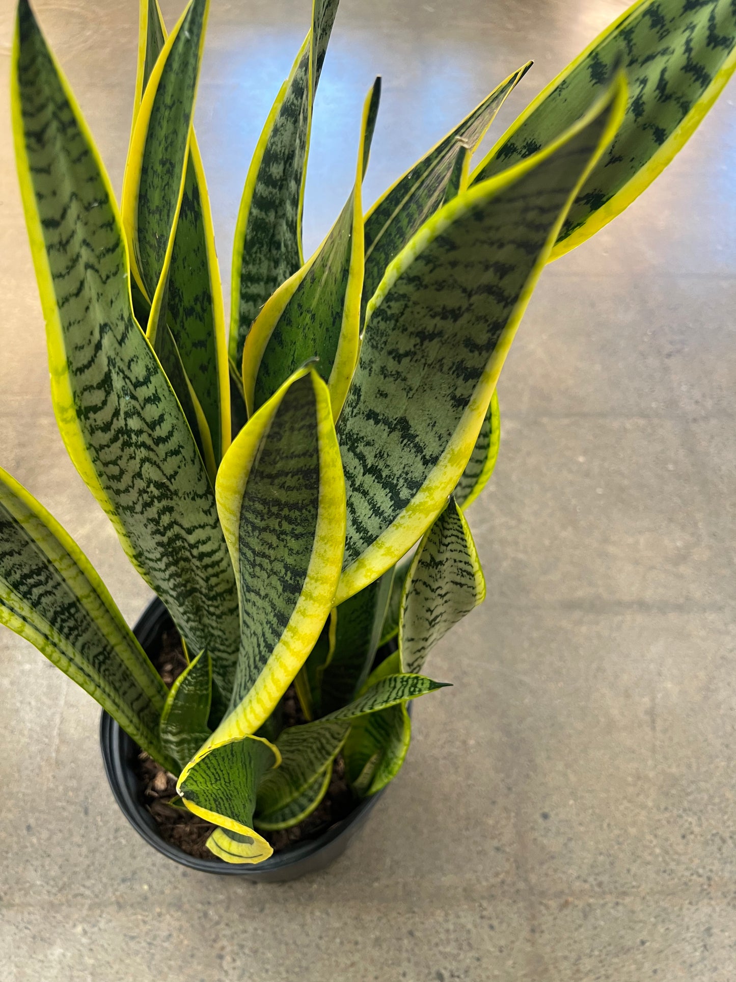 Sansevière Laurentii